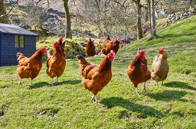 Poulets roux en plein air sur l'herbe verte avec un poulailler et des arbres à Argenton-sur-Creuse dans l'Indre 36