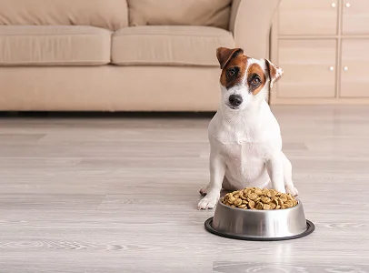 Jack Russell Terrier assis devant une gamelle de nourriture, regardant l'objectif à Argenton-sur-Creuse dans l'Indre 36
