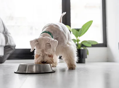 Chien blanc avec collier vert mangeant dans une gamelle en métal sur le sol à Argenton-sur-Creuse dans l'Indre 36