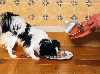 pâtée pour chiens à Argenton-sur-Creuse dans l'Indre 36