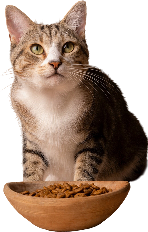 Chat tigré assis devant une gamelle en bois remplie de croquettes.