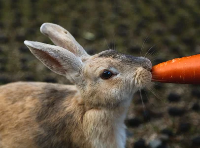 Un lapin brun clair avec des oreilles dressées mange une carotte orange à Argenton-sur-Creuse dans l'Indre 36