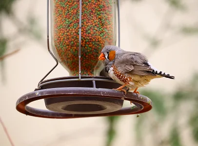 Moineau zébré sur une mangeoire remplie de graines colorées à Argenton-sur-Creuse dans l'Indre 36