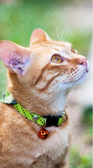 Gros plan d'un chaton roux à rayures, collier vert, clochette, regardant vers le haut à Argenton-sur-Creuse dans l'Indre 36