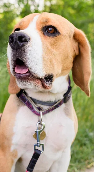 Un beagle tricolore avec un collier et une laisse, la bouche ouverte, regardant vers le haut à Argenton-sur-Creuse dans l'Indre 36