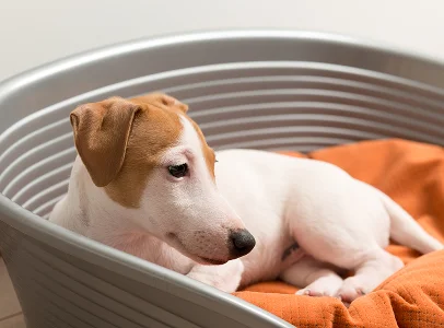 Chiot Jack Russell Terrier endormi dans un lit pour chien gris avec une couverture orange à Argenton-sur-Creuse dans l'Indre 36