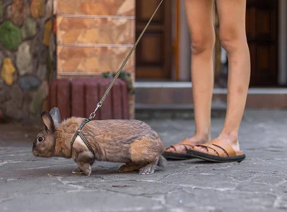 Lapin brun en harnais et laisse marchant à côté de jambes humaines en sandales à Argenton-sur-Creuse dans l'Indre 36