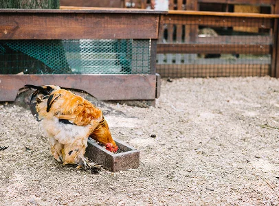 Poulet marron et blanc mangeant dans une mangeoire sur un sol de gravier à Argenton-sur-Creuse dans l'Indre 36