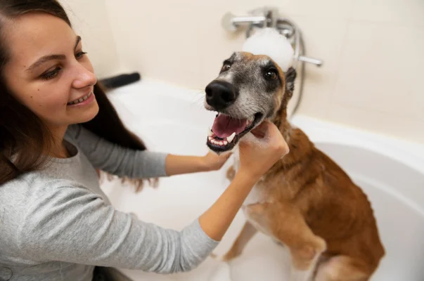 Jeune femme souriante lavant un chien heureux et moussant dans une baignoire à Argenton-sur-Creuse dans l'Indre 36
