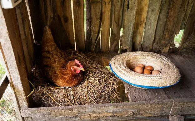 Une poule rousse couve dans un nid de paille, à côté d'un chapeau rempli d'œufs à Argenton-sur-Creuse dans l'Indre 36