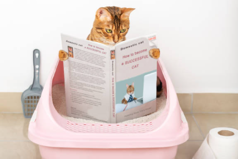 Combien de litières faut-il pour un chat?