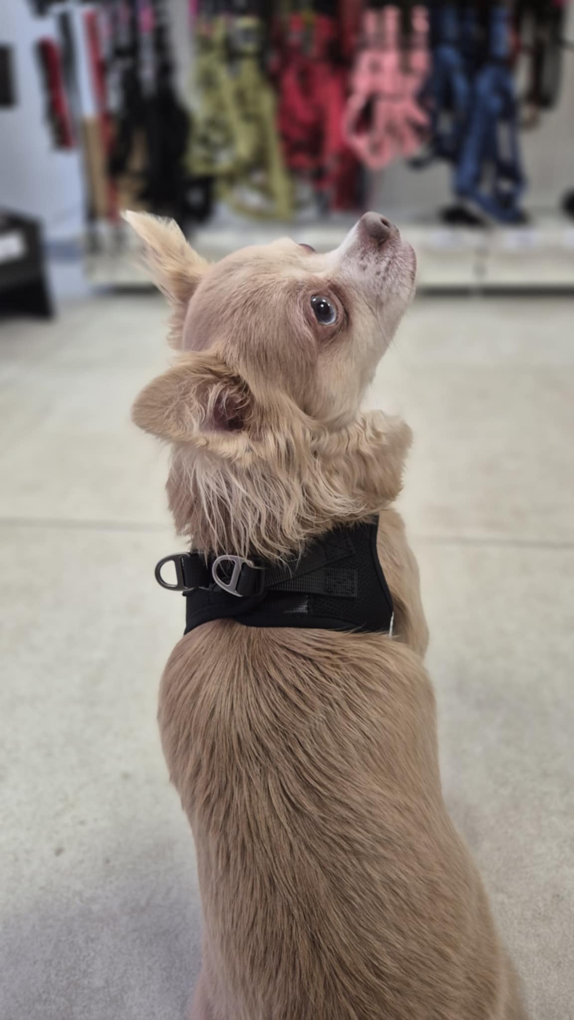 Comment bien choisir le harnais de mon chien?