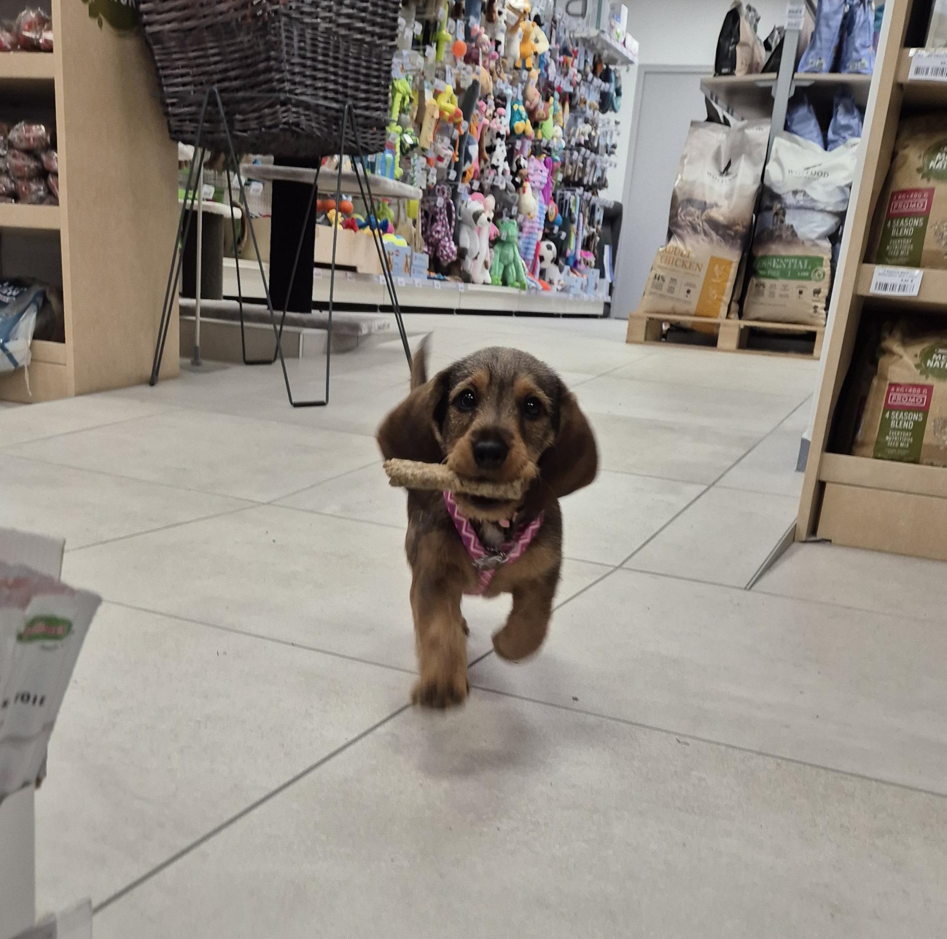 Quelle mastication choisir pour mon chien?