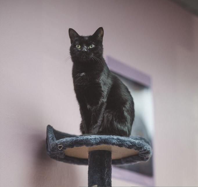 Comment choisir le bon arbre à chat?