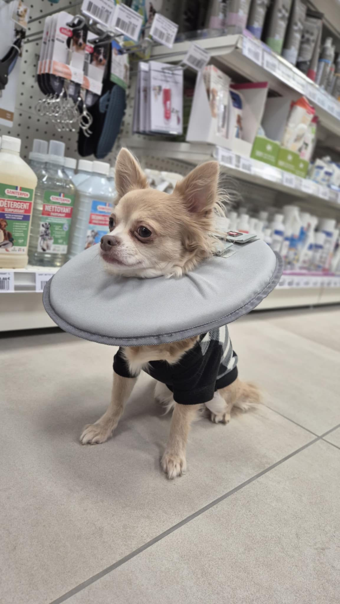 Collerette de protection pour chien et chat