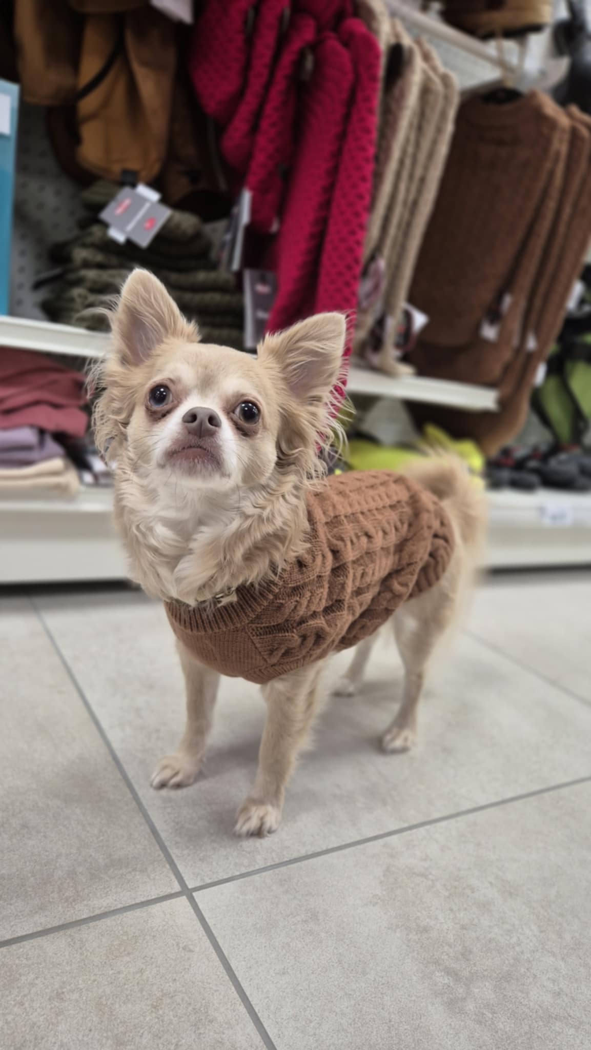 Pull torsadés chien