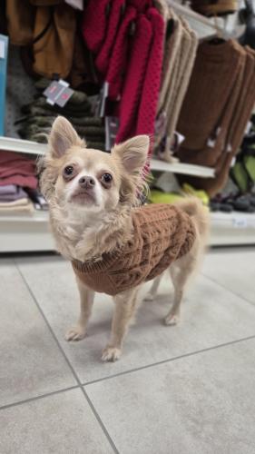 Pull torsadés chien