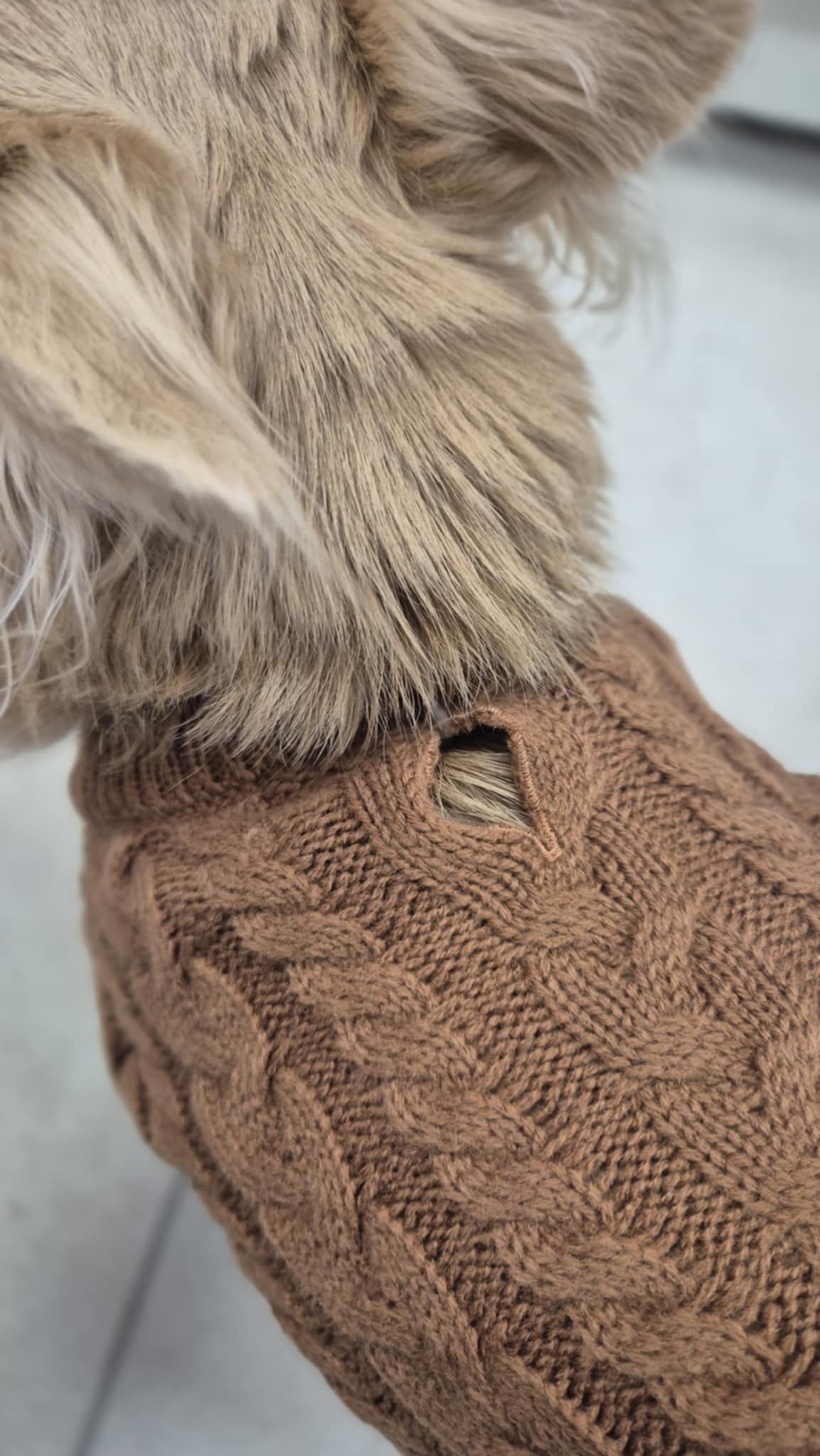 Pull torsadés chien