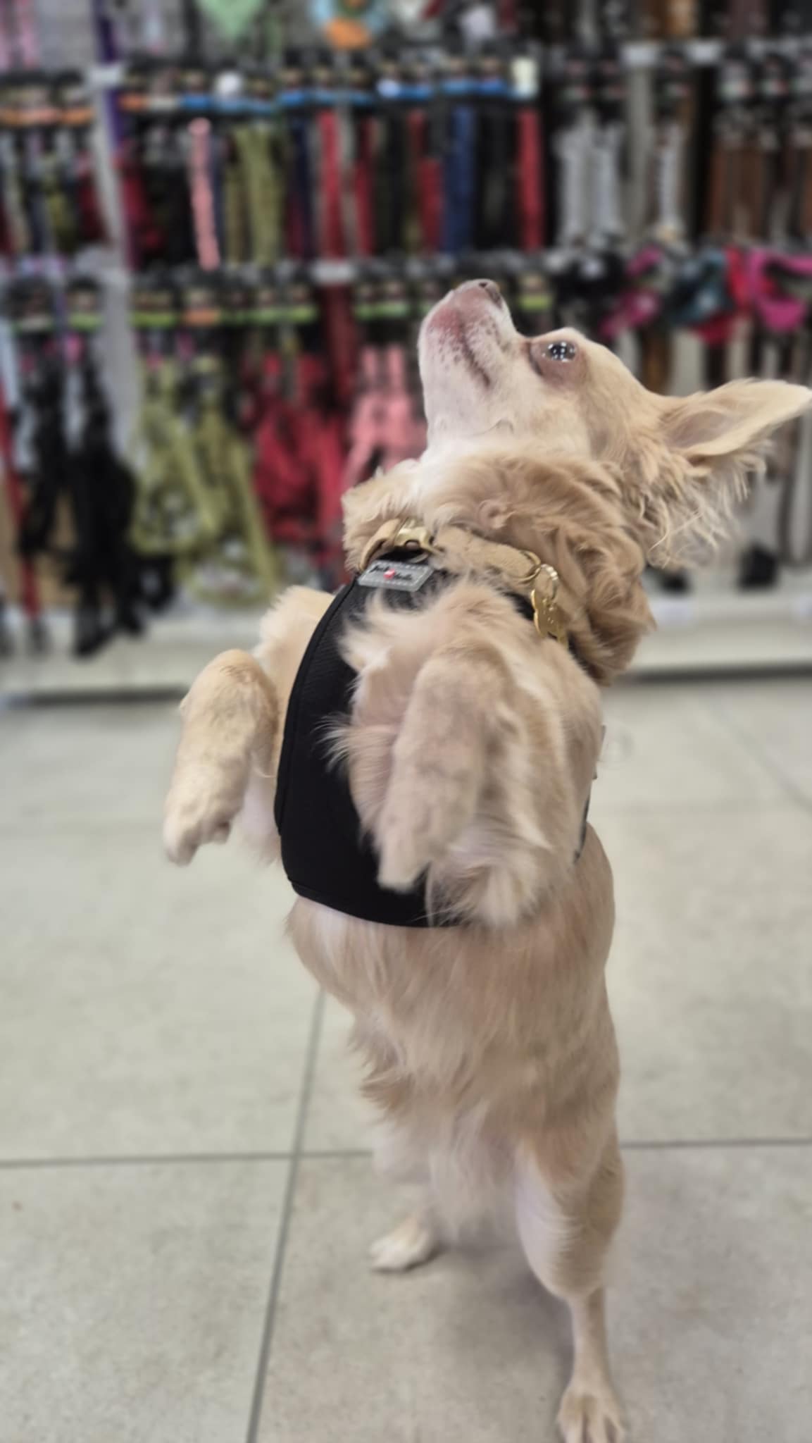 Harnais Mesh expedition