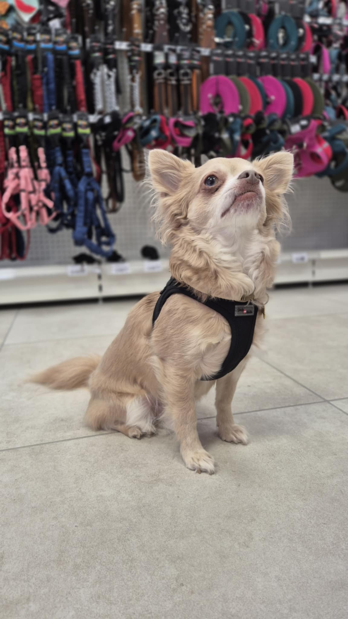 Harnais Mesh expedition