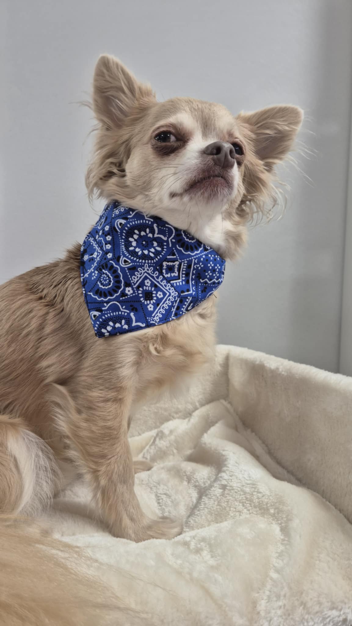 Collier bandana intégré