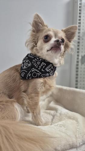 Collier bandana intégré