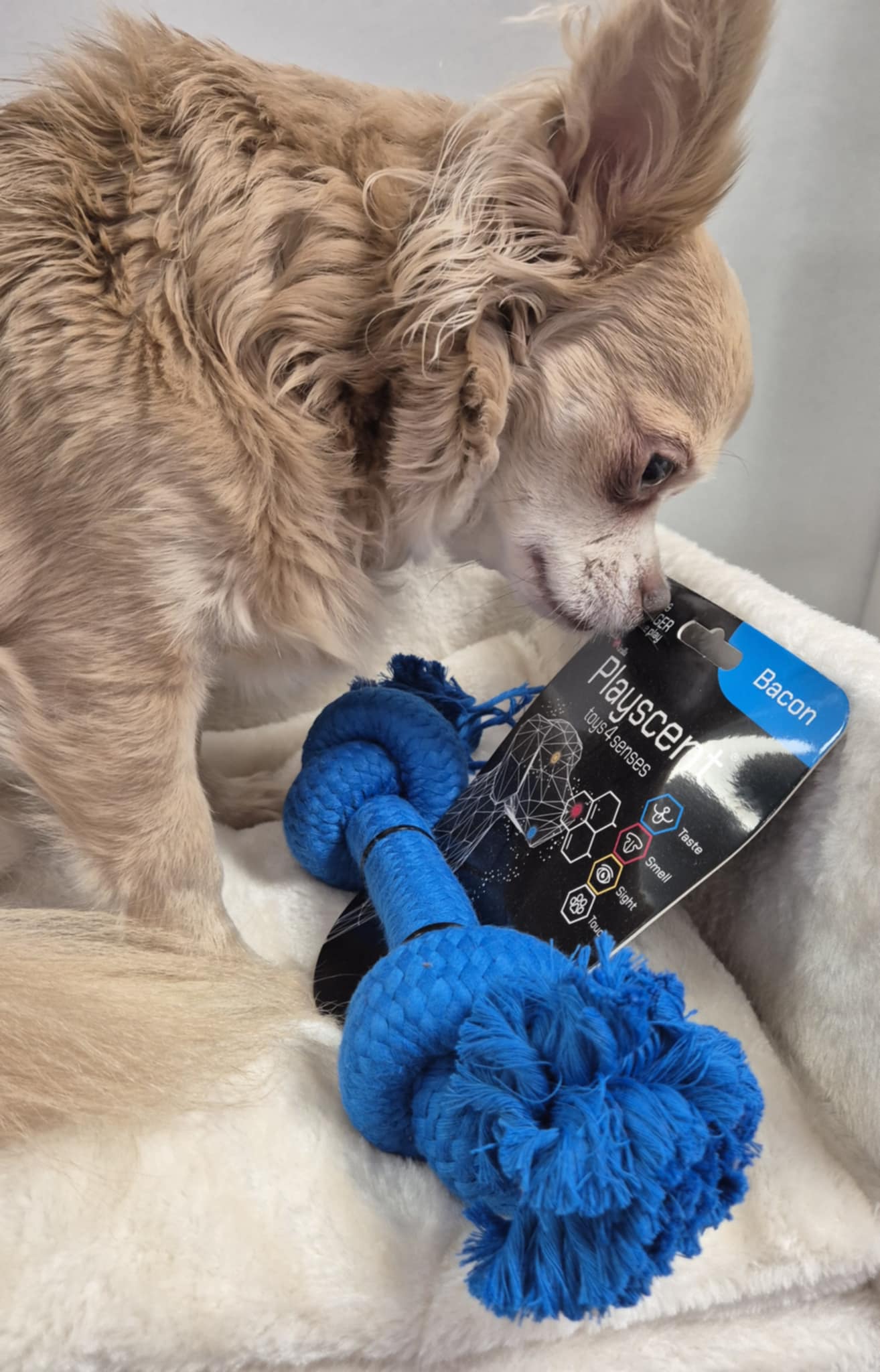 Corde playscent